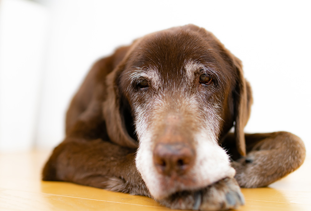 前十字靭帯断裂