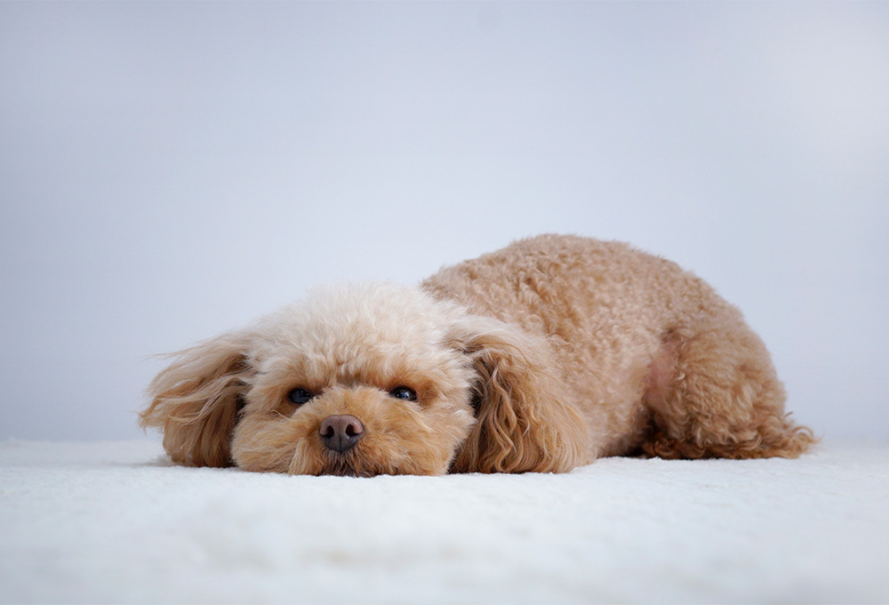 椎間板ヘルニア